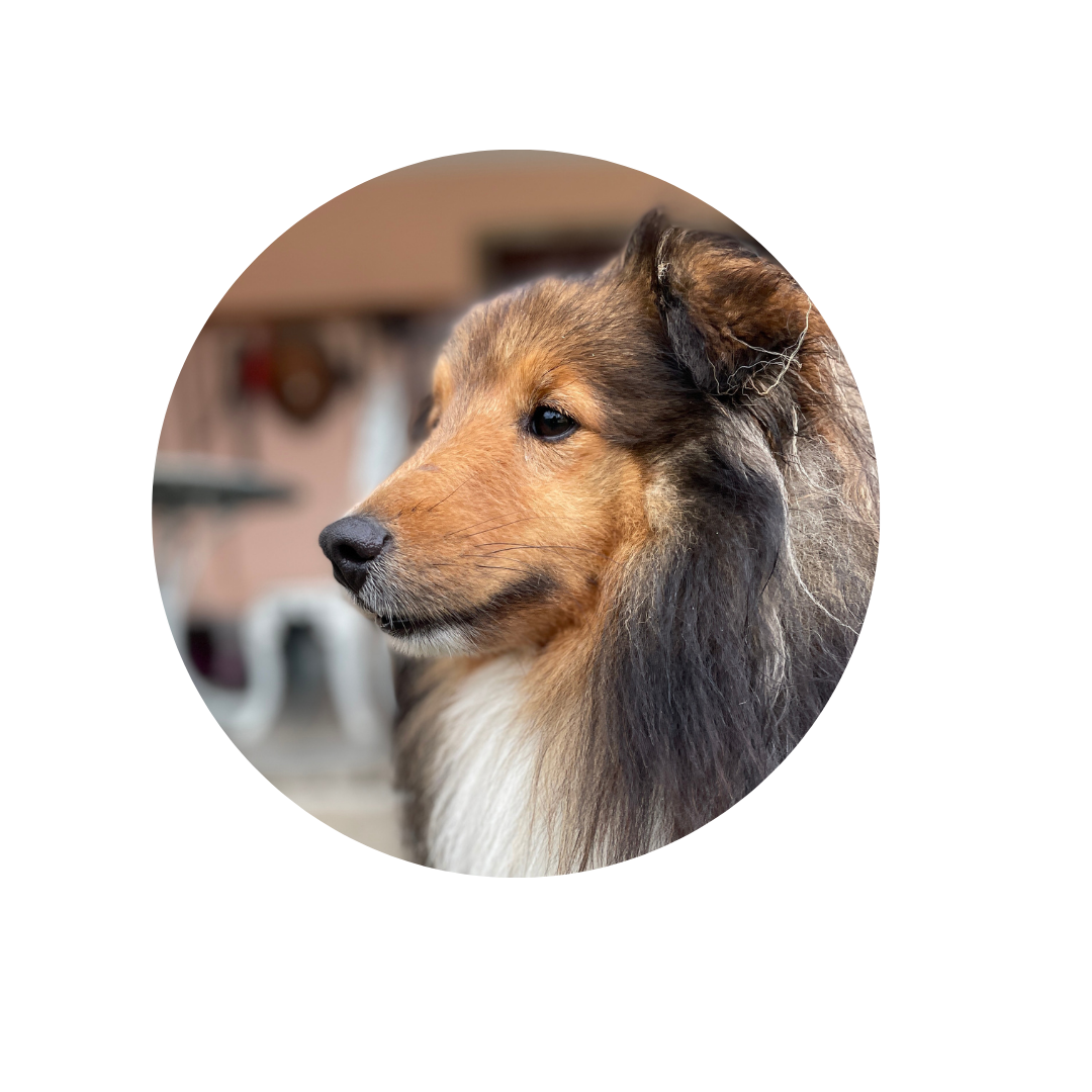 imagem de um cachorro chamado bug