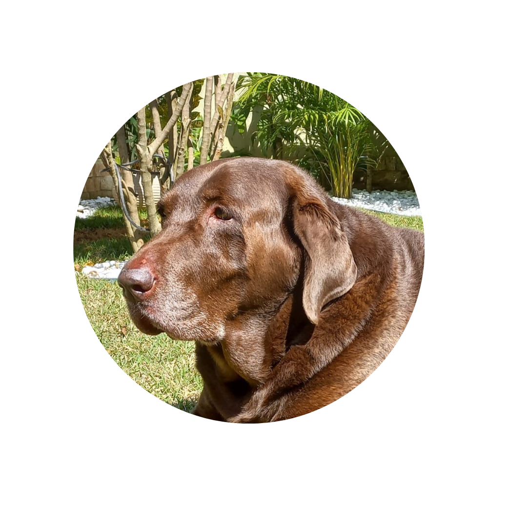 uma cachorro labrador de cor chocolate