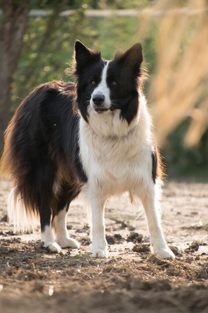 border collie, dog, pet, animal, nature, patched