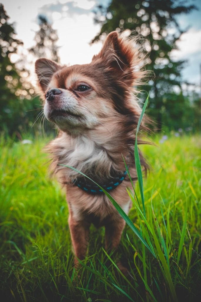 dog, chihuahua, animal, puppy, pet, meadow, grass, nature