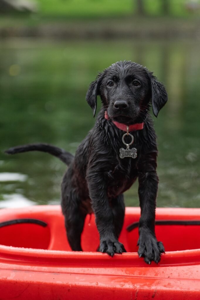 labrador, pet, kayak, black labrador, border collie, dog, puppy, swimming, cute, nature, animal