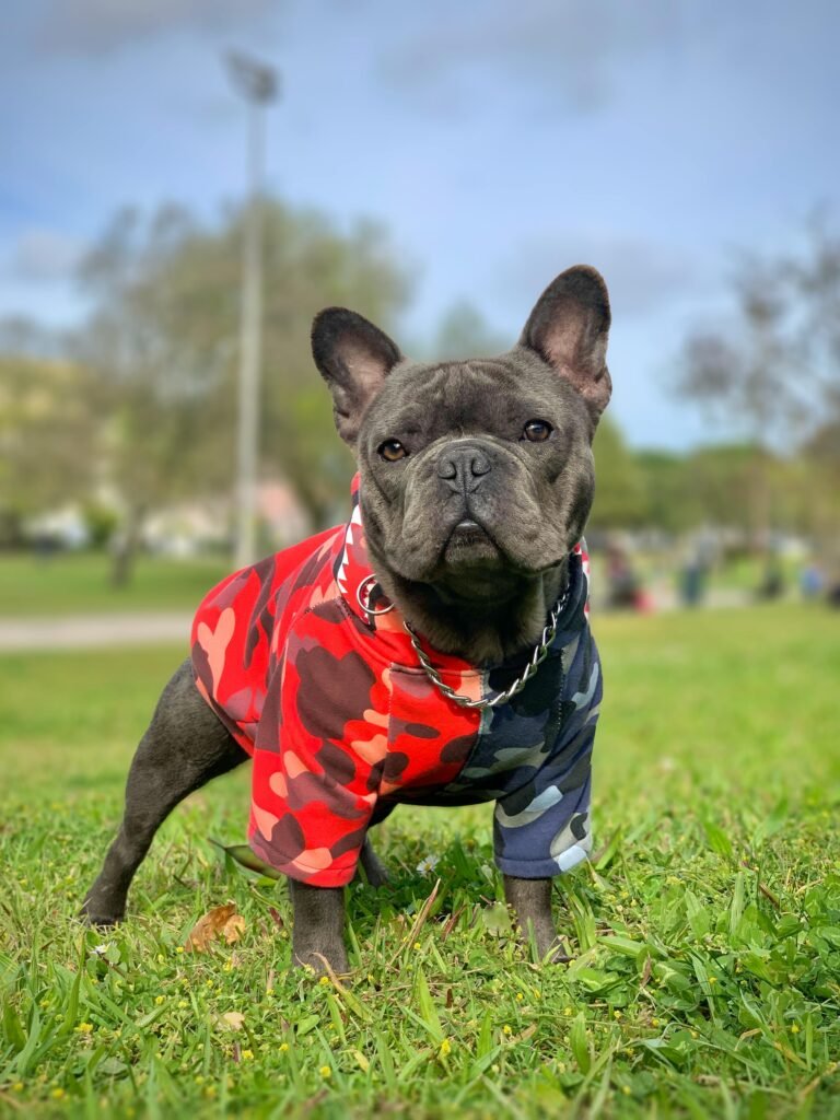 A French Bulldog wearing a red and blue camouflage jacket stands on grass in a park.