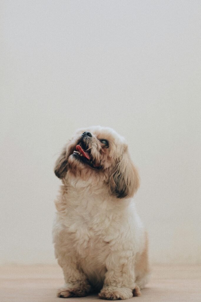 Adorable shih tzu puppy sits indoors with a playful expression against a neutral background.