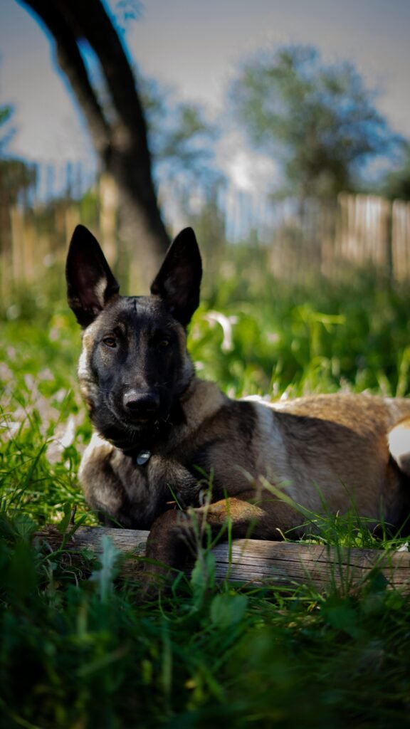 A Belgian Malinois dog lying on grass, attentive and relaxed, captured outdoors on a sunny day.