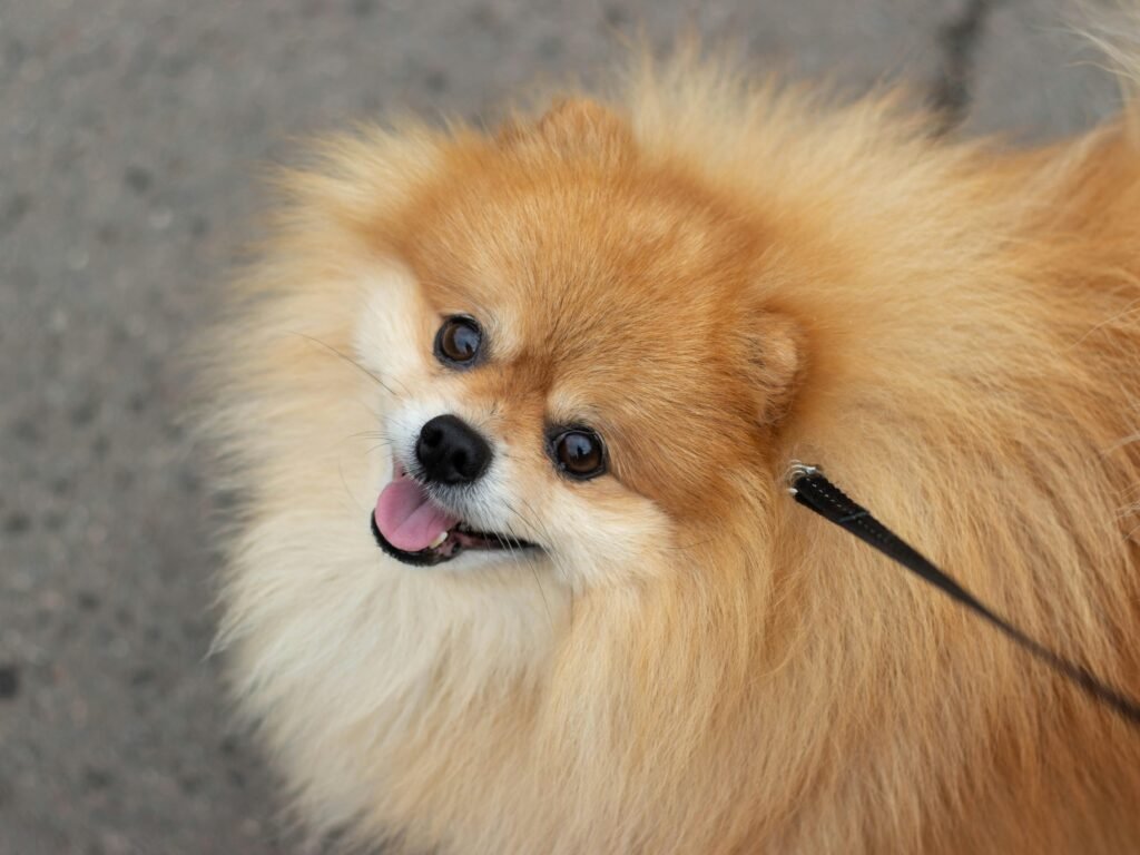 Close-up of a cute Pomeranian dog with fluffy fur and a leash looking up.