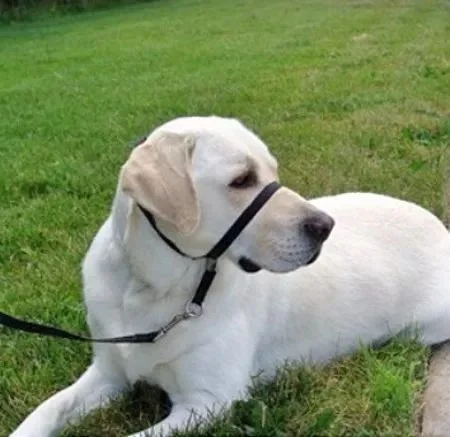 Coleira Cabresto: Solução Prática para Passeios Sem Puxão