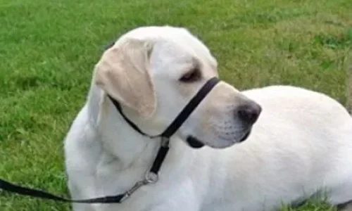 cachorro deitado na grama com uma coleira cabresto