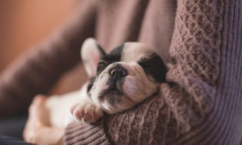puppy, sleeping, pet, owner, adorable, animal, canine, cute, dog, sleep, nature, sleeping puppy, asleep, portrait
