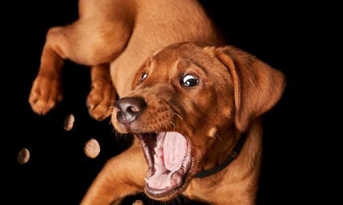 dog, puppy, catch, treat, domestic animal, nature, animal, cute, small, adorable, labrador, pet, mammal, lie, portrait, young