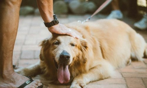 As 8 Principais Raças de Cachorro no Brasil